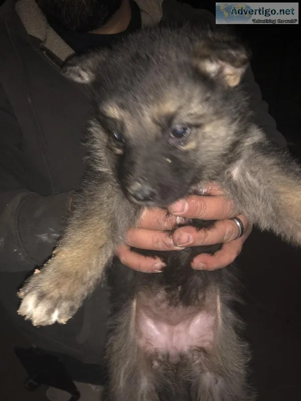2 German shepards for sale