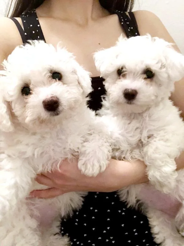 Bichon Frise x Mini Poodle puppies