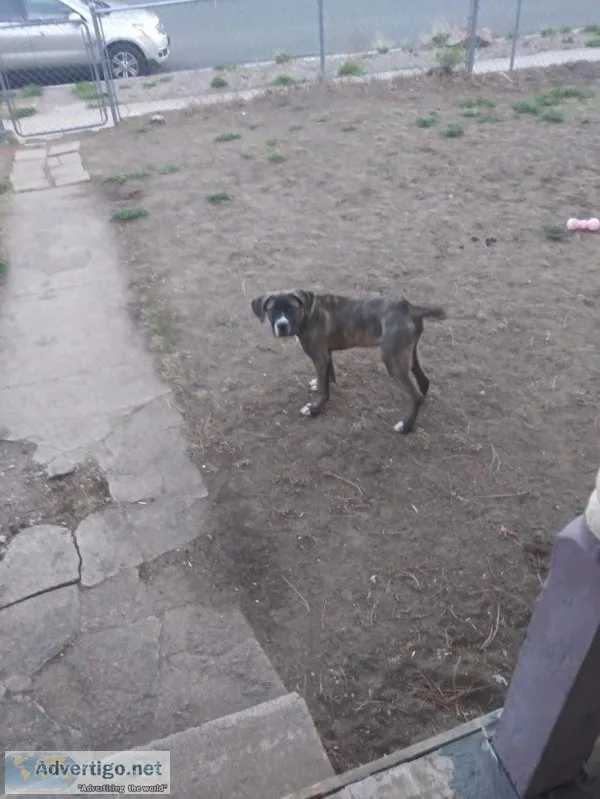 Cane CorsoBull Mastiff Mix