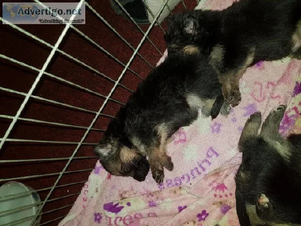 German Shepherd [Male] AKC reg