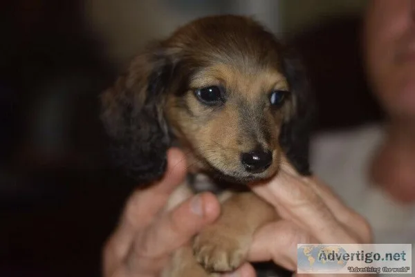 CKC Reg d mini longhair dachshund puppies available now