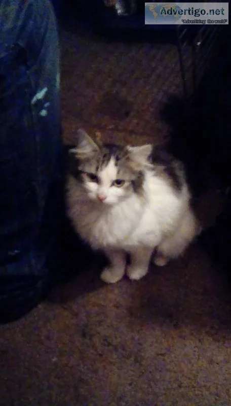 MancoonAmerican kitty