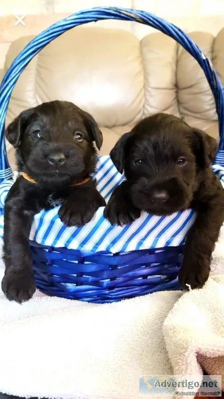 AKC MINIATURE SCHNAUZER PUPPIES