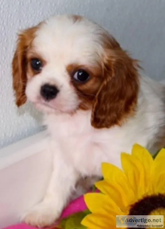 Button Male AKC King Charles Cavalier