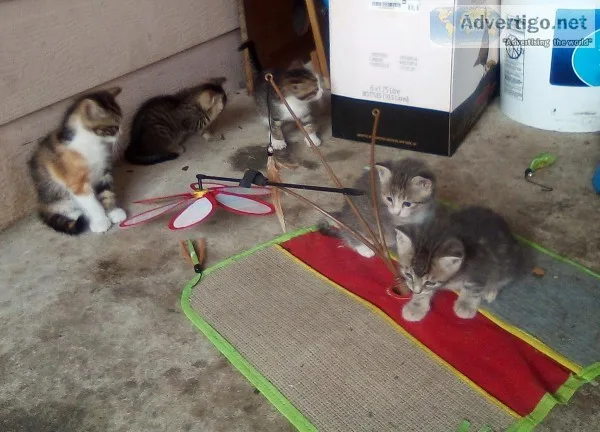 Free kittens