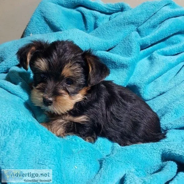 super tiny Yorkshire Terrier puppies