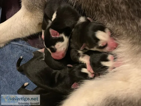 AKC Siberian Husky Puppies