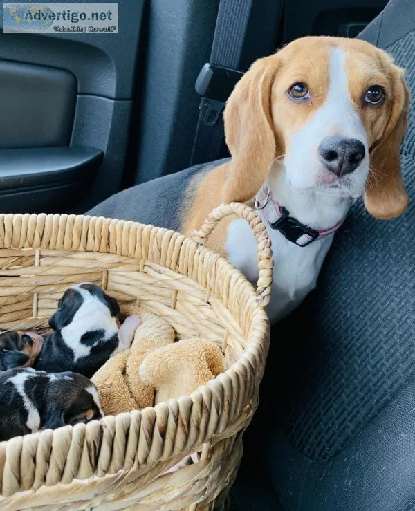 Purebred Beagle puppies