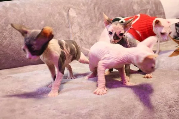 Absolutely Stunning Sphynx Kittens Blue and White