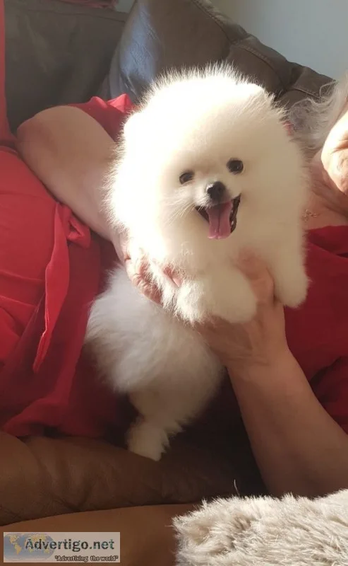 Pomeranian 