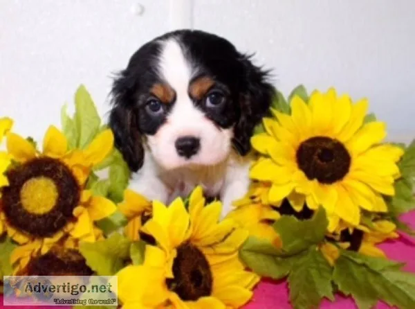 Connor Male AKC King Charles