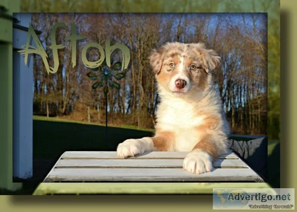 Afton Male Australian Shepherd