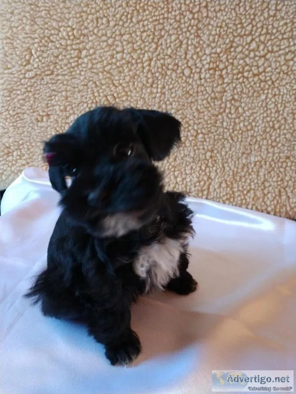Miniature Schnauzer toy size