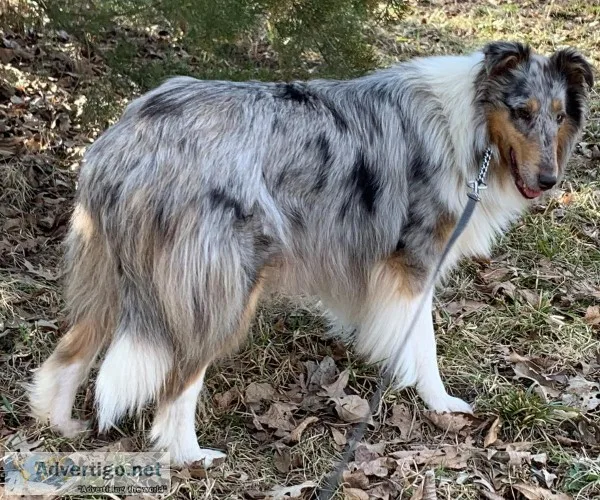 Purebred AKC Blue Merle adult female Rough Collie