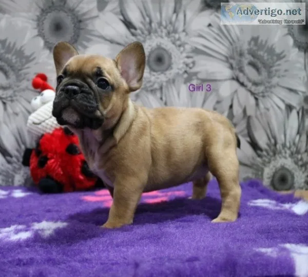 French bull dog 