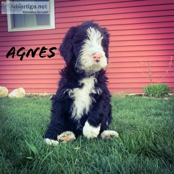 Labradoodle Puppies