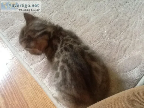 Beautiful rosetted and glittered Bengal kittens