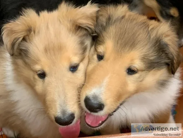 Purebred Registered AKC Rough Collies