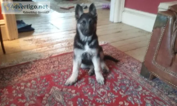German shepherd puppies