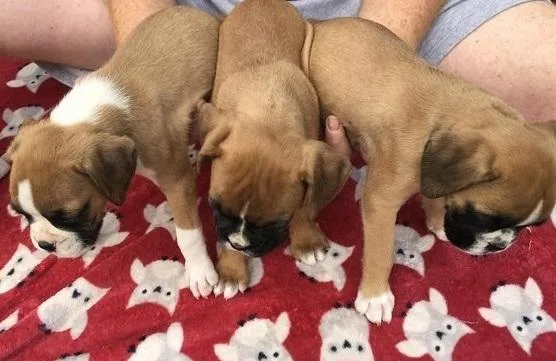 Boxer puppies ready