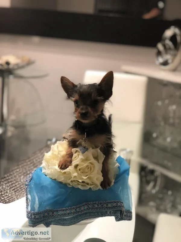 Yorkshire Terrier Pup4 Months Microchip Vaccines