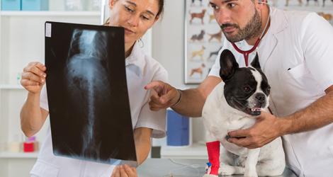 Animal Clinic in Etobicoke ON  Top Vets  Animal Vet in Etobicoke
