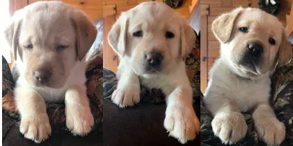 Labrador Puppies - Yellow