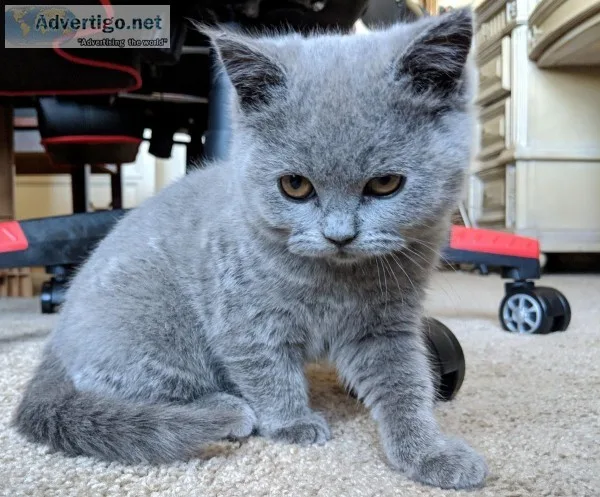 Blue Female Kitten (8 weeks) British shorthair
