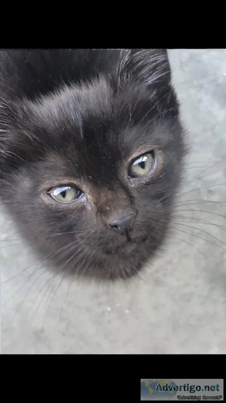 Free black kitten