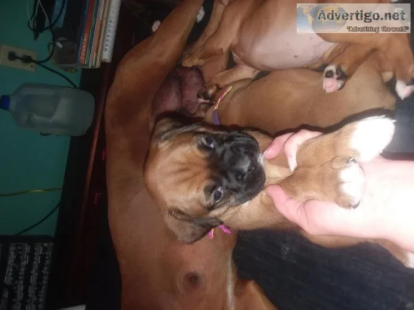 Boxer pups for sale