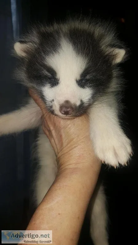 Marble Fox Kit only 1 left