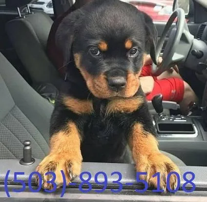 Rottweiler PUPPIE that will be 12 weeks old this April 1st