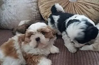 Enchanting Shih Tzu puppies ready