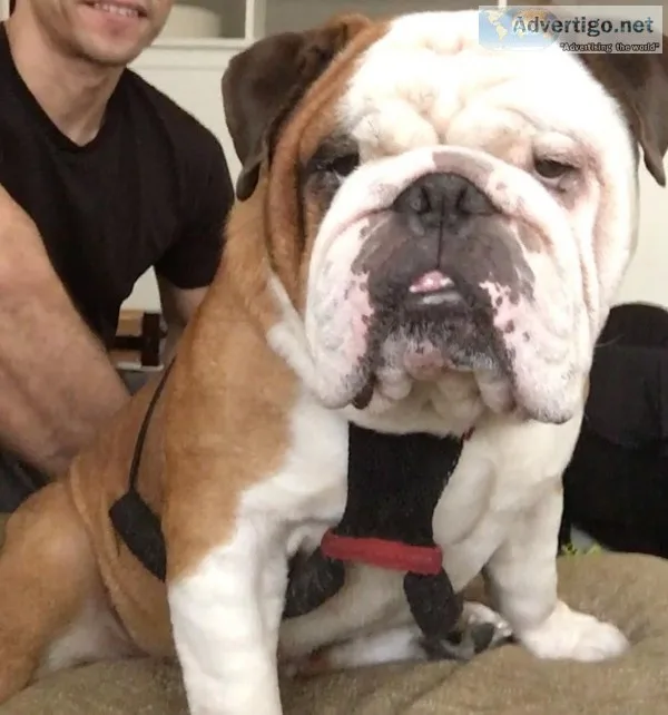 English Bulldog