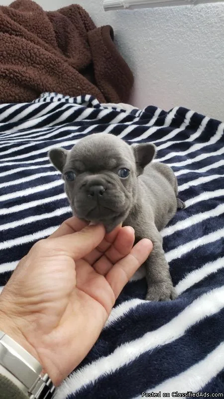 French bulldog puppies