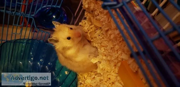 2 hamsters and cages