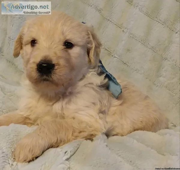 Beautiful Goldendoodles