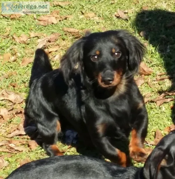 Dachshund Puppies for sale Born 4122019
