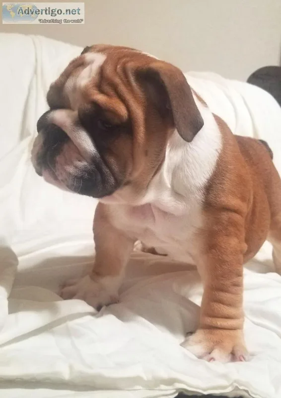 English Bulldogs