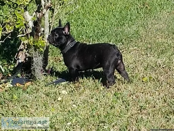 French bulldog