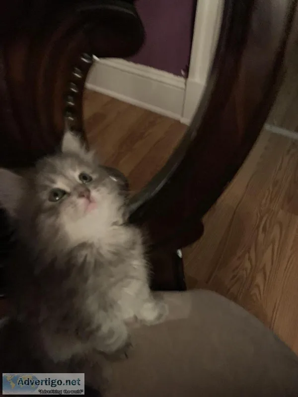 Beautiful Kittens