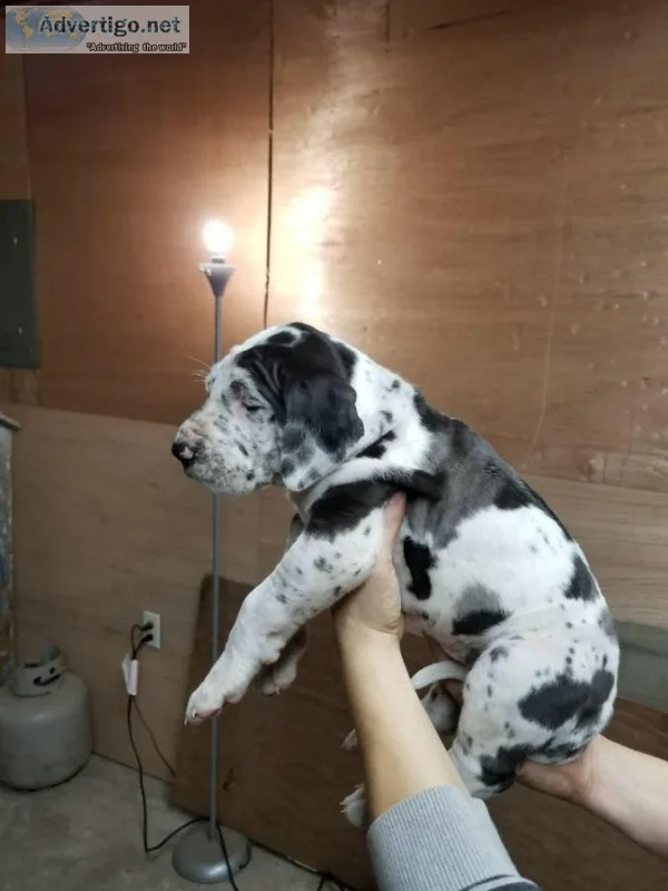 Great Dane Puppies