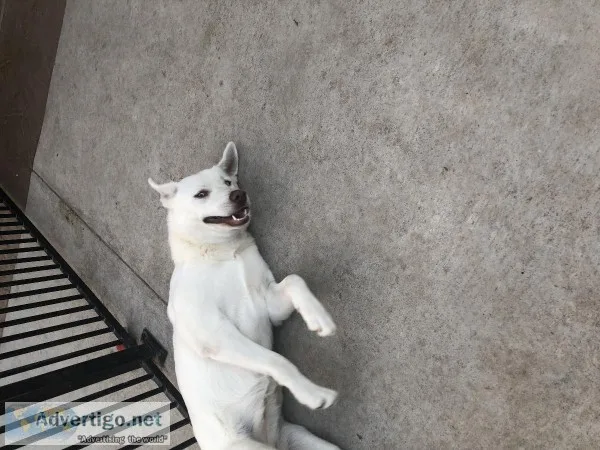 Pure White  labhusky with blue eye