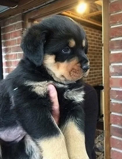 Delectable Rottweiler puppies ready