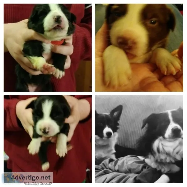 Border Collie Puppies For Sale OHIO