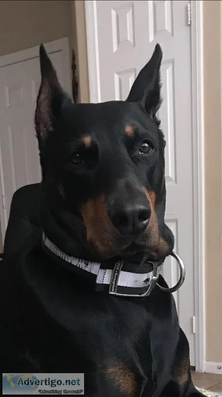 Doberman puppies