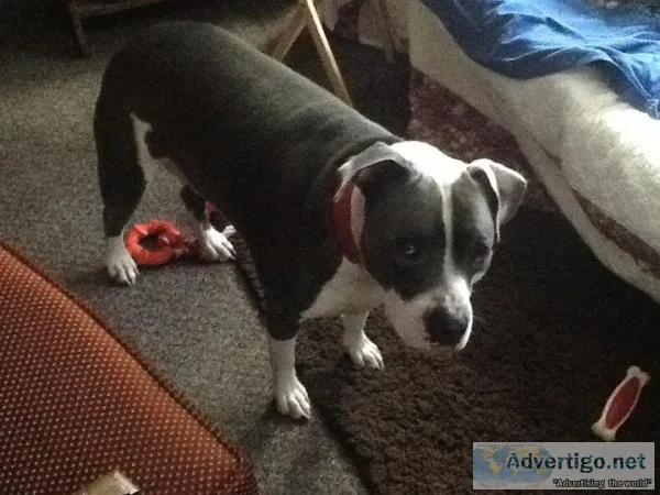 American Bully