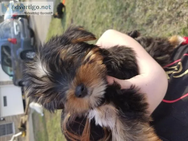 3 Male yorkies available