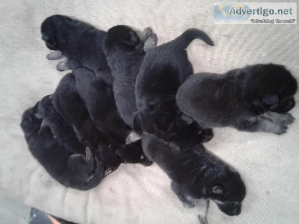 AKC GERMAN SHEPHERD PUPPIES