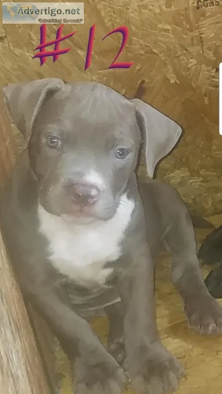 BlueChocolate Champaign and Black Pitbull Puppies